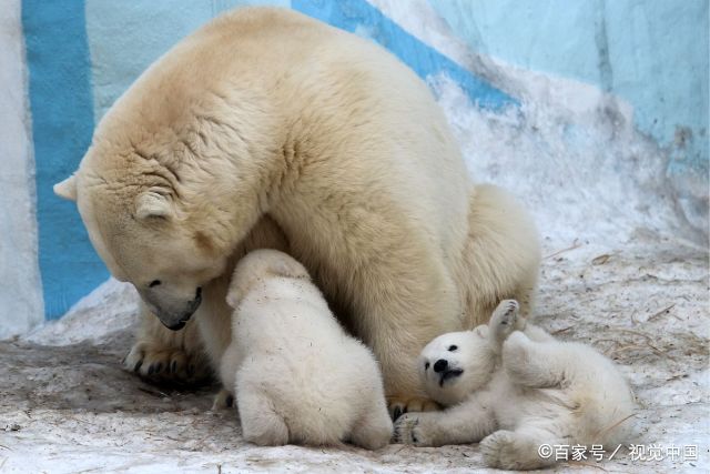 俄罗斯3个月大北极熊宝宝,挤妈妈怀里喝奶,画面温馨暖人!